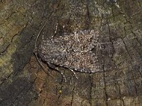 Sideridis turbida 2, Tandjesuil, Saxifraga-Foto Fitis-Adriaan Dijksen