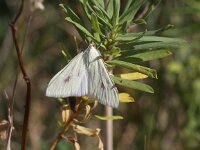 Sitochroa palealis 4, Bruidsmot, Saxifraga-Peter Meininger