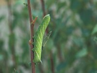 Smerinthus ocellata 4, Pauwoogpijlstaart, Saxifraga-Frits Bink