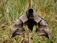 Smerinthus ocellatus 20, Pauwoogpijlstaart, Saxifraga-Ed Stikvoort : Schotsman 1 mei 2024