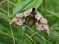 BOLJARE. SMERINTHUS OCELLATUS.