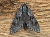 Sphinx pinastri 3, Dennenpijlstaart, Vlinderstichting-Nely Honig