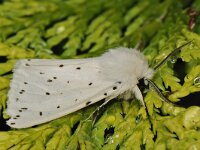 Spilosoma lubricipeda, White Ermine
