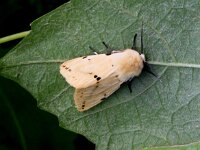 Spilosoma lutea, Buff Ermine