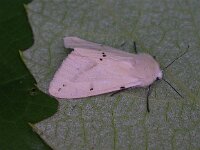 Spilosoma lutea 2, Gele tijger, Saxifraga-Peter Meininger
