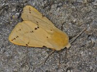 Spilosoma lutea 01 #48261 : Spilosoma lutea, Gele tijger, Buff Ermine