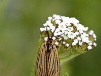 Spiris striata