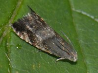 Strophedra nitidana  #13079 : Strophedra nitidana