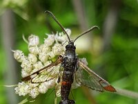 Synanthedon formicaeformis 2, Wilgenwespvlinder, Saxifraga-Ben Delbaere  IICSA���II