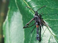 Synanthedon myopaeformis Red-belted Claerwing