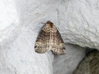 Tetheella fluctuosa