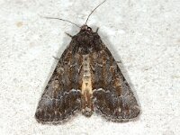 Thalpophila matura