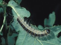 Thaumetopoea processionea, Oak Processionary