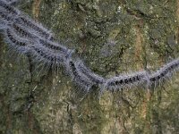 Thaumetopoea processionea 5, Eikenprocessierups, Saxifraga-Luc Hoogenstein