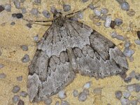 Thera juniperata 5, Jeneverbesspanner, Saxifraga-Ab H Baas