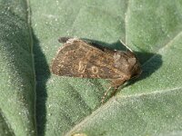 Tholera cespitis, Hedge Rustic