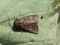 Tholera cespitis 2, Donkere grasuil, Saxifraga-Jan van der Straaten