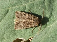 Tholera decimalis, Feathered Gothic