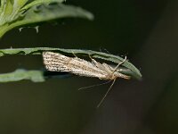 Thysanotia chrysonuchella