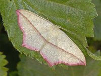 Timandra comae #06867 : Timandra comae, Lieveling