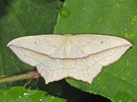 Timandra comae #08367 : Timandra comae, Lieveling