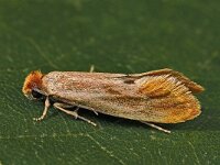 Tinea semifulvella