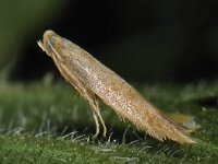 Tischeria ekebladella