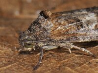 Tortricodes alternella 01 #41785 : Tortricodes alternella