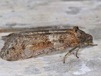 Tortricodes alternella 4, Voorjaarsbladroller, Saxifraga-Ab H Baas