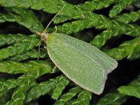 Tortrix viridana