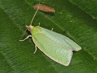 Tortrix viridana #07576 : Tortrix viridana