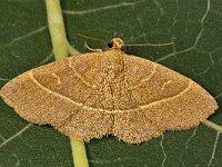 Trisateles emortualis