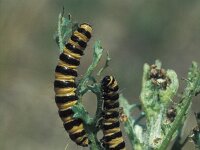 Tyria jacobaeae, Cinnabar Moth