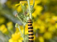 Tyria jacobaeae 2, Sint-jacobsvlinder, Vlinderstichting-Henk Bosma