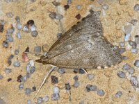 Udea prunalis 03 #08036 : Udea prunalis