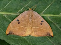 Watsonalla Binaria 01, Gele eenstaart, AHB  Watsonalla Binaria, Gele eenstaart Hardenberg-Heemse op 21 mei 2018 Validatie Zie https://waarneming.nl/waarneming/view/156984061