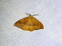 Watsonalla cultraria