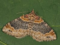 Xanthorhoe ferrugata