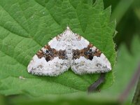 Xanthorhoe montanata, Silver-ground Carpet