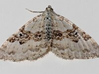 Xanthorhoe montanata 8, Geoogde bandspanner, Saxifraga-Foto Fitis-Adriaan Dijksen