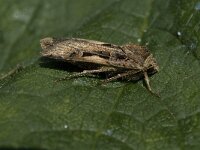 Xestia c-nigrum 2, Zwarte c-uil, Saxifraga-Jan van der Straaten