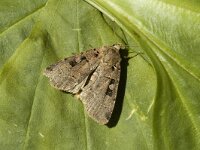 Xestia triangulum, Double Square-spot