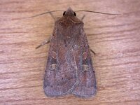 Xestia xanthographa 3, Vierkantvlekuil, Saxifraga-Peter Meininger