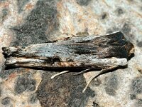 Xylena exsoleta 2, Roetvlek, Saxifraga-Peter Gergely