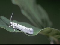 Yponomeuta evonymella 2, Vogelkersstippelmot, Saxifraga-Frits Bink