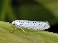 Yponomeuta evonymella 01 #02978 : Yponomeuta evonymella