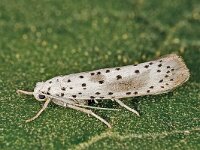 Yponomeuta irrorella