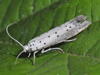 Yponomeuta padella 2, Meidoornstippelmot, Saxifraga-Ab H Baas
