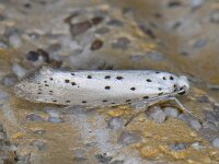 Yponomeuta padella 3, Meidoornstippelmot, Saxifraga-Ab H Baas