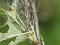 Yponomeuta padella 6, Meidoornstippelmot, Saxifraga-Joep Steur